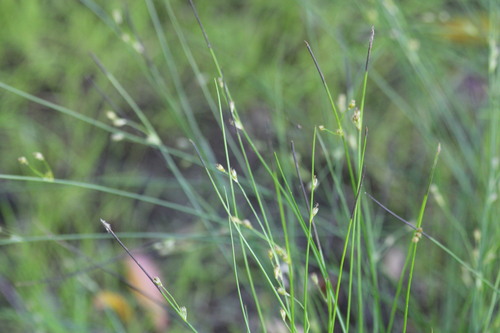 Juncus brachyspathus (Juncus brachyspathus)