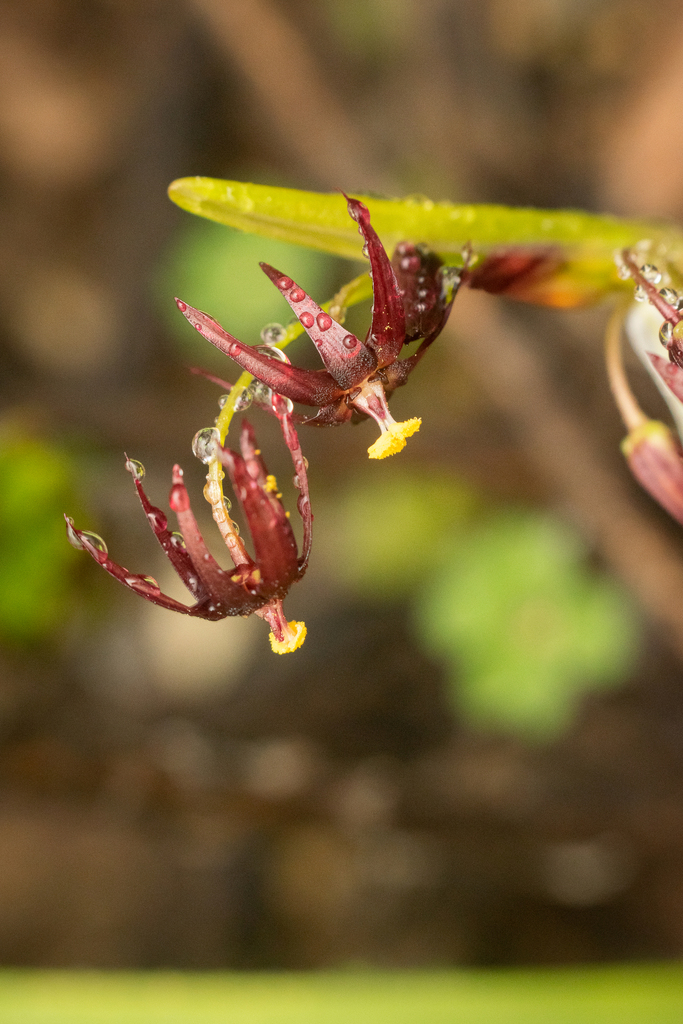 Gilliesia reflexa
