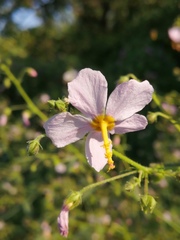 Kosteletzkya depressa