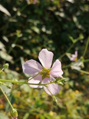 Kosteletzkya depressa