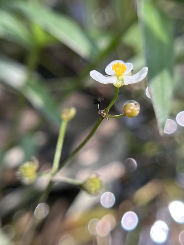 large-fruited arrowhead (Sagittaria macrocarpa)