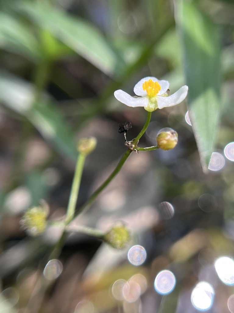 Large-Fruited Arrowhead (Sagittaria macrocarpa)