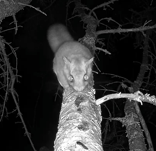 オオアメリカモモンガ