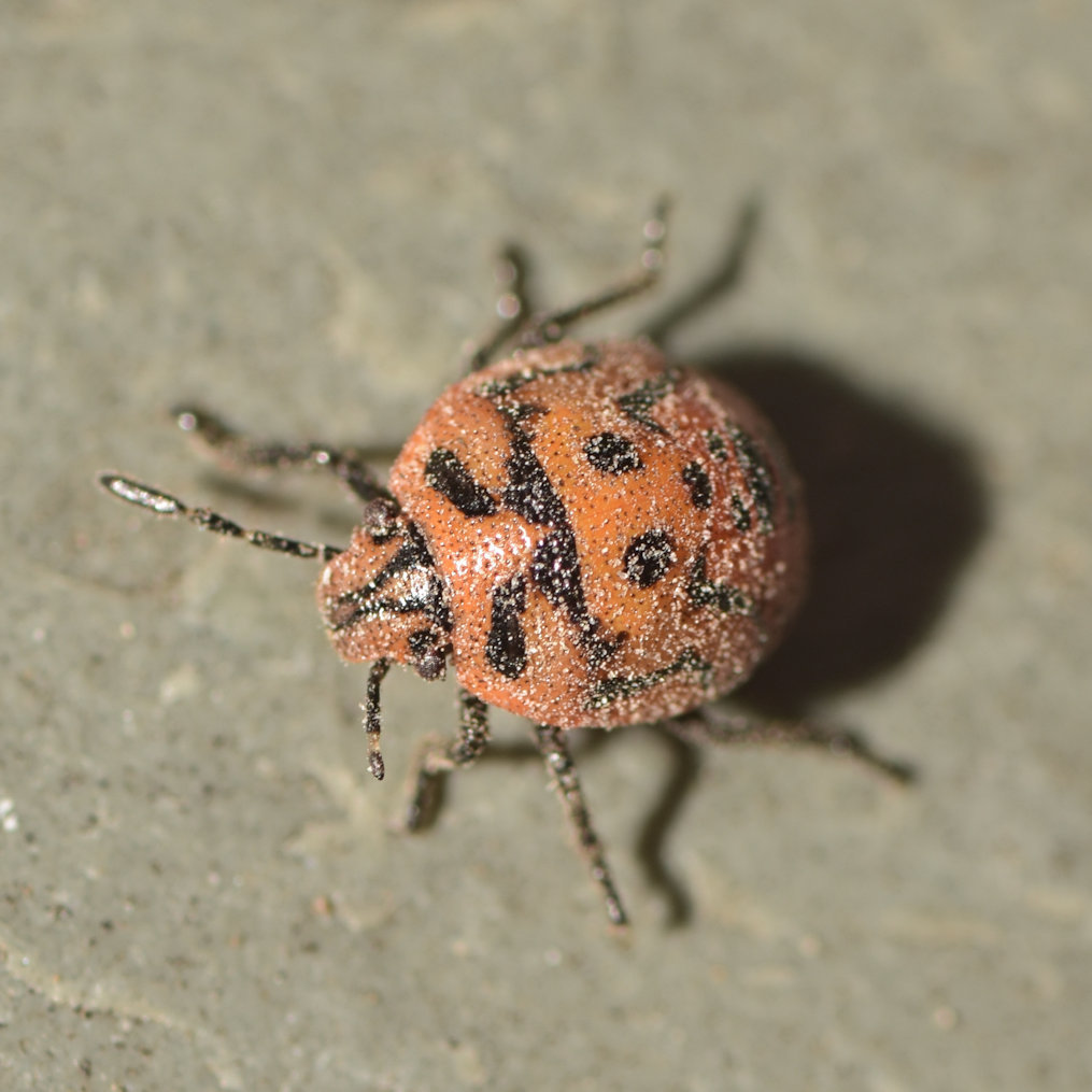 Twice-stabbed Stink Bug
