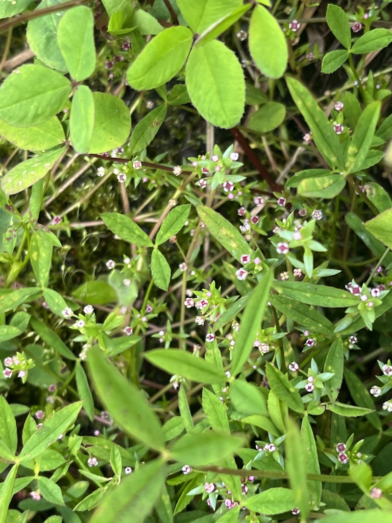 Crassula granvikii 2