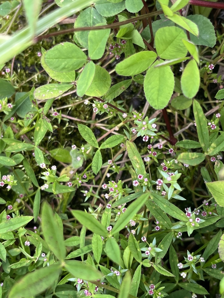 Crassula granvikii
