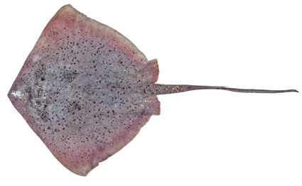 Speckled Maskray
