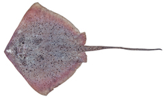 Speckled Maskray photo 1