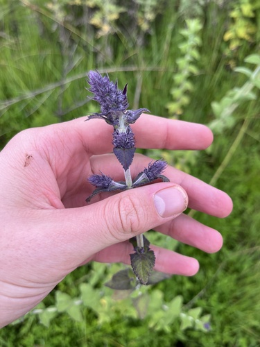 African Blue Catmint (Nepeta azurea)