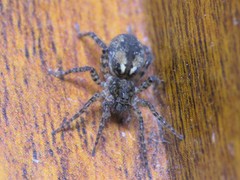 Paratrochosina amica