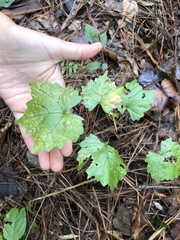 Vitis cordifolia
