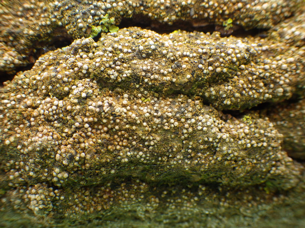 Thelopsis