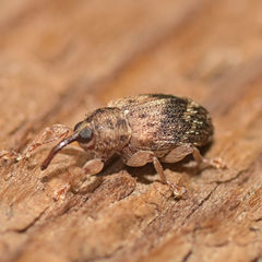 Lignyodes bischoffi