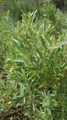 Atriplex paludosa