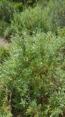 Atriplex paludosa