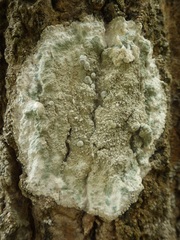 Dirina ceratoniae
