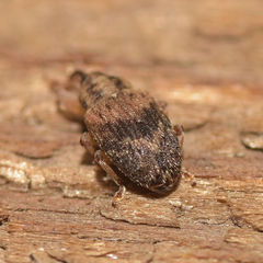 Lignyodes bischoffi