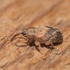 Lignyodes bischoffi