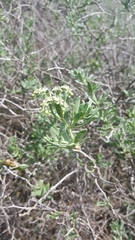 Nitraria billardierei