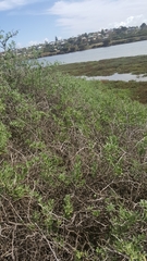 Nitraria billardierei