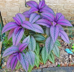 Strobilanthes auriculata dyeriana