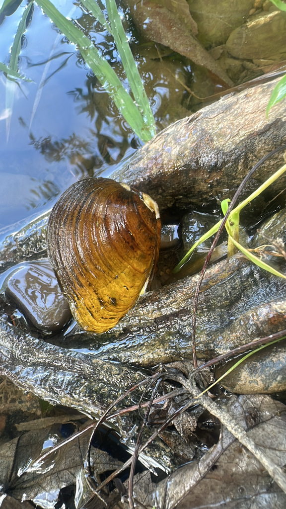clubshell