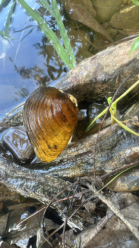 clubshell