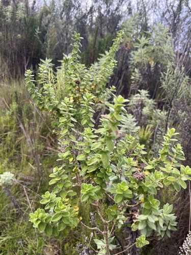African Whitweed (Micromeria imbricata)