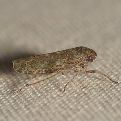 Allygidius atomarius