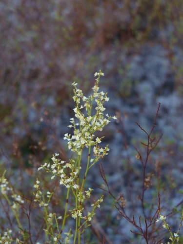 Polygonella polygama var. croomii