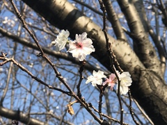 Cerasus