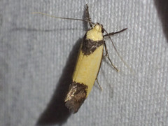 Crepidosceles timalphes