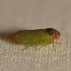 Iassus lanio