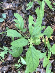 Yeatesia viridiflora