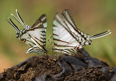 Protographium