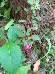 Fuchsia encliandra