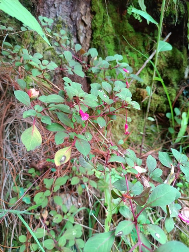 Fuchsia encliandra, photograph 2