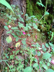 Fuchsia encliandra, photograph (c) Carlos Domínguez-Rodríguez, some rights reserved (CC BY)