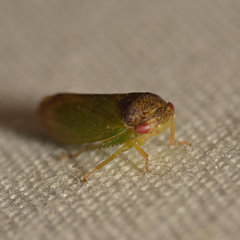 Iassus lanio