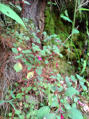 Fuchsia encliandra, photograph 3