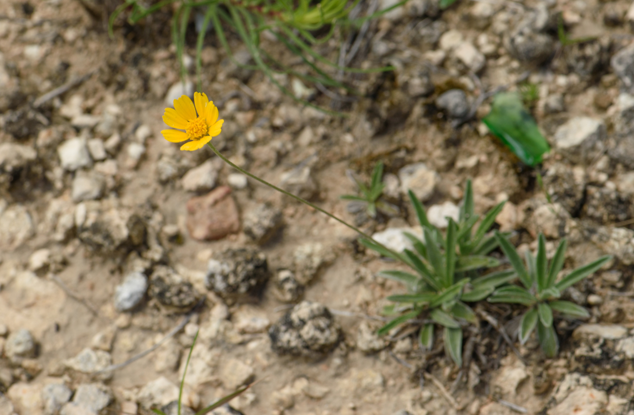 Tetraneuris turneri