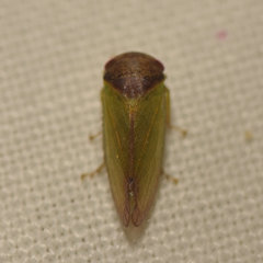 Iassus lanio