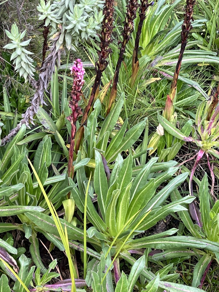 Disa stairsii