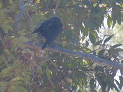 Corvus brachyrhynchos