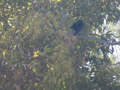 Corvus brachyrhynchos