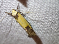 Crepidosceles timalphes