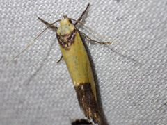 Crepidosceles timalphes