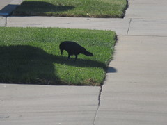 Corvus brachyrhynchos