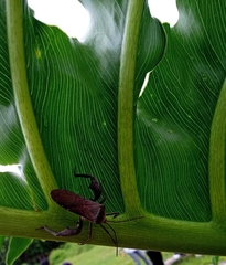 Anoplocnemis phasianus