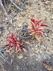 author not stated, no rights reserved Peperomia graveolens, photograph author not stated, no rights reserved